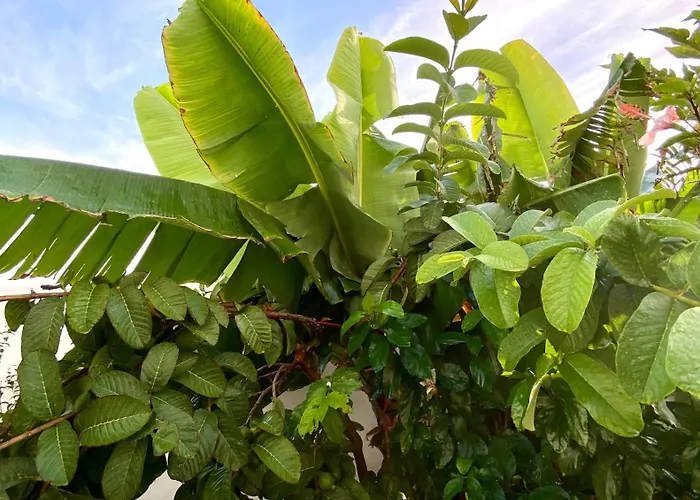 Jardin Del Mar 公寓 *